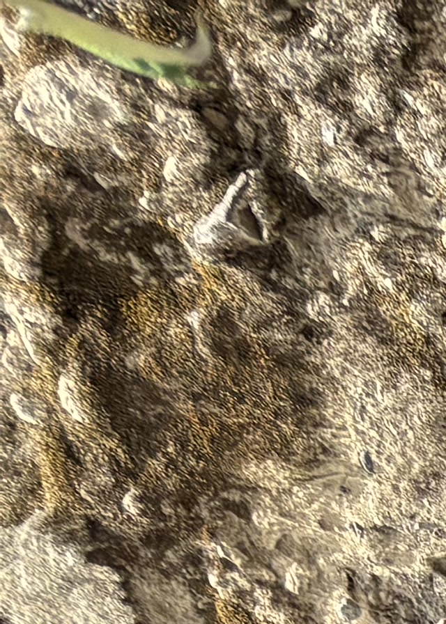 Lahar - Foto 2